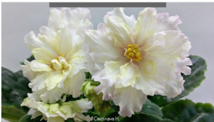 Poza net - KZ-Zolotie Sari