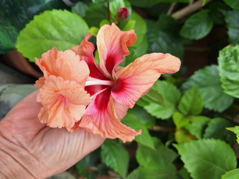  - hibi el cap orange