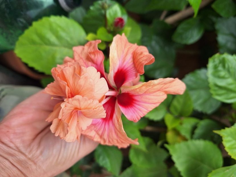  - hibi el cap orange