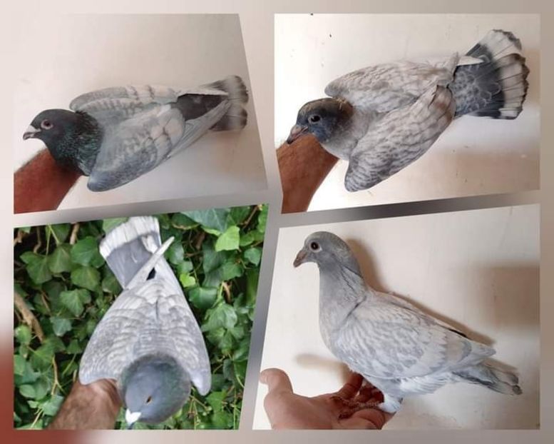  - Nu îmi aparțin 6