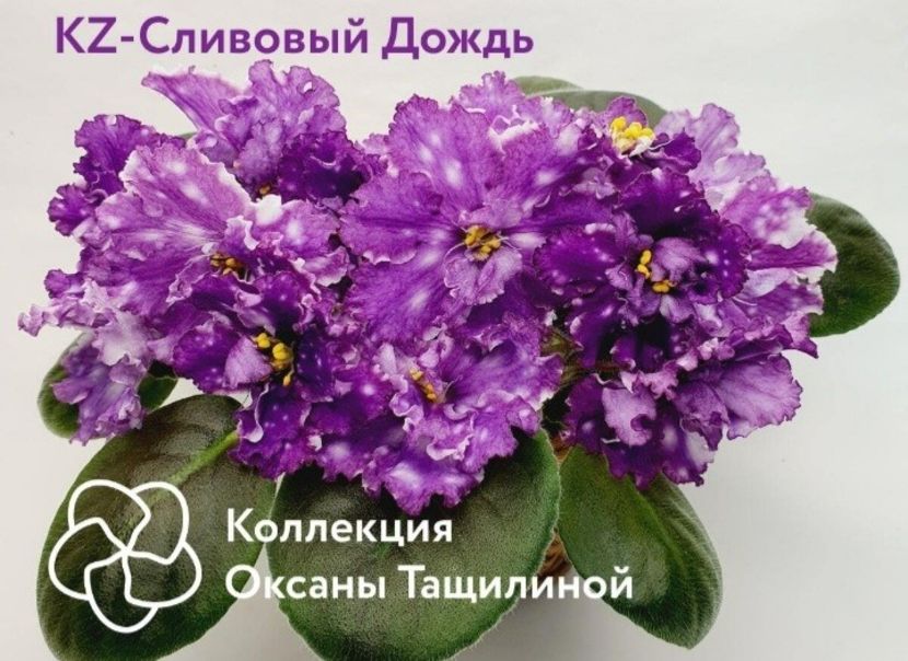 Poza net - KZ-Slivovyi Dojdi Dozhd