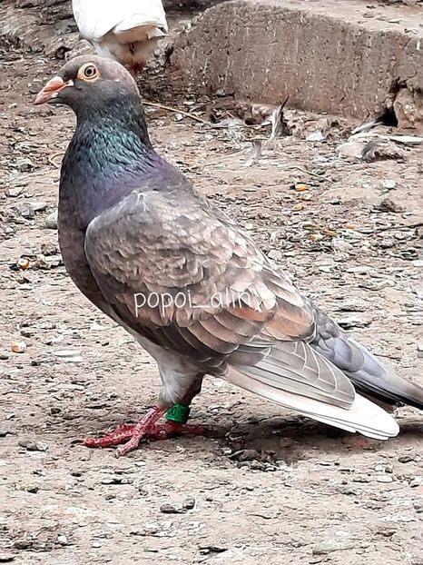  - Nu îmi aparțin 6