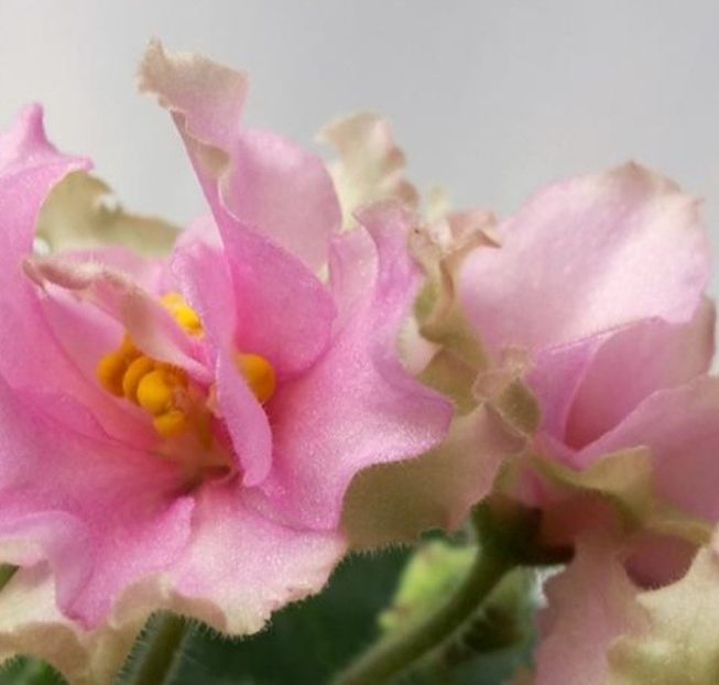 Poza net - KZ-Danocika