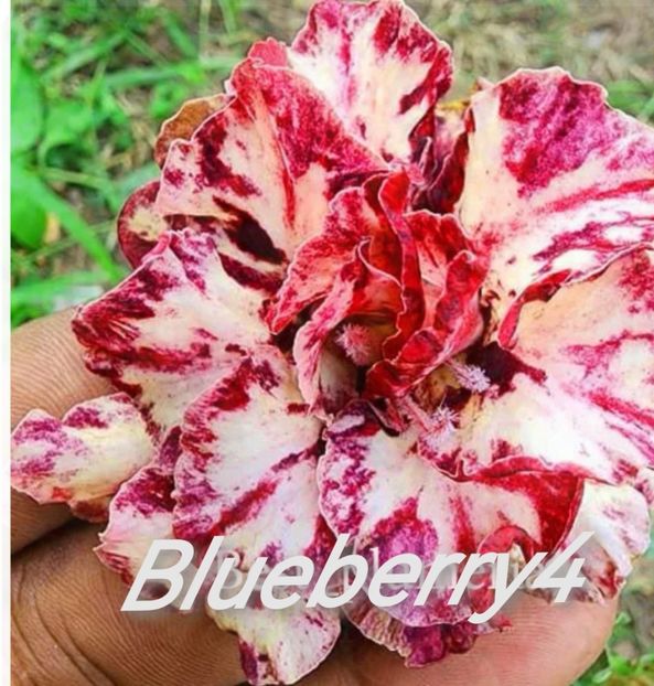 Screenshot_20230916_075321_com.android.chrome_edit_1447631927784832 - Seminte adenium