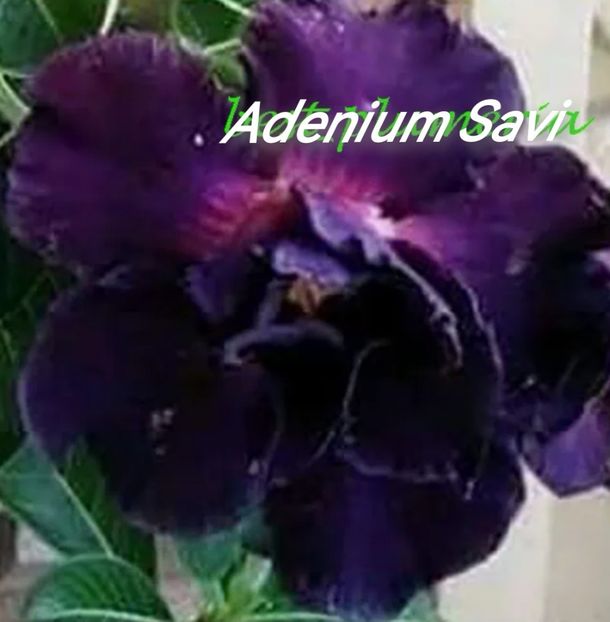 Screenshot_20230916_050601 - Seminte adenium