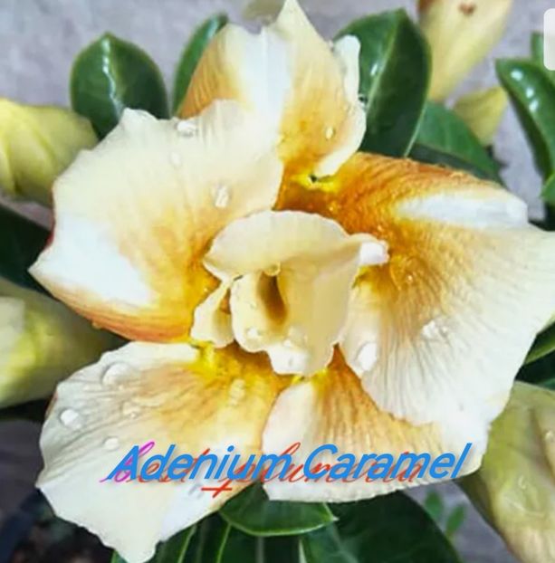 Screenshot_20230916_044353 - Seminte adenium