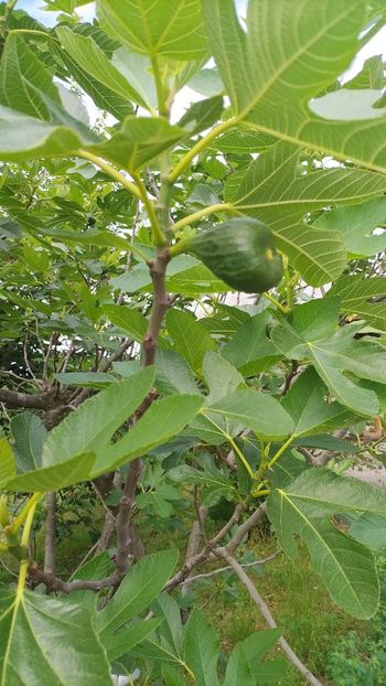 IMG-20230605-WA0091 - 2023 CAZANELE DUNĂRII 2-4 IUNIE