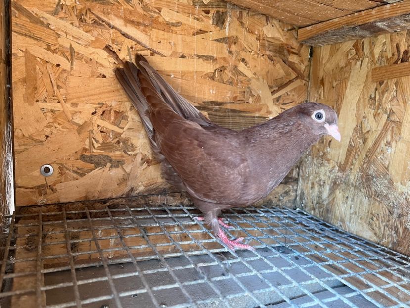 3061/23 - 6-lot zbor 2023