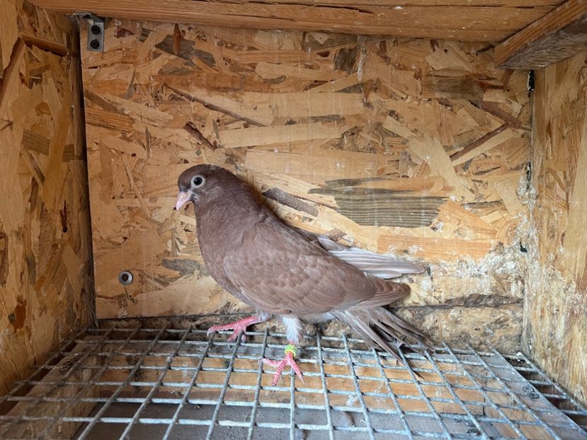 3066/23 - 6-lot zbor 2023