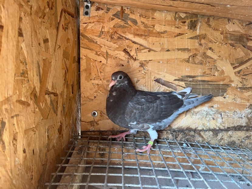 3067/23 - 6-lot zbor 2023