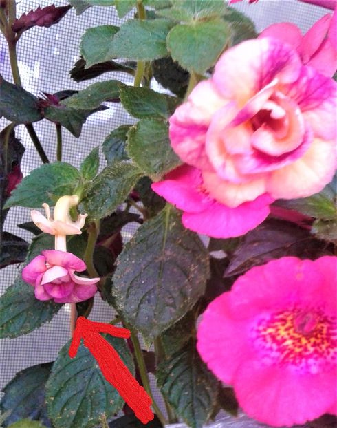  - 0004 achimenes