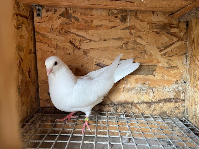 3060/23 - 6-lot zbor 2023