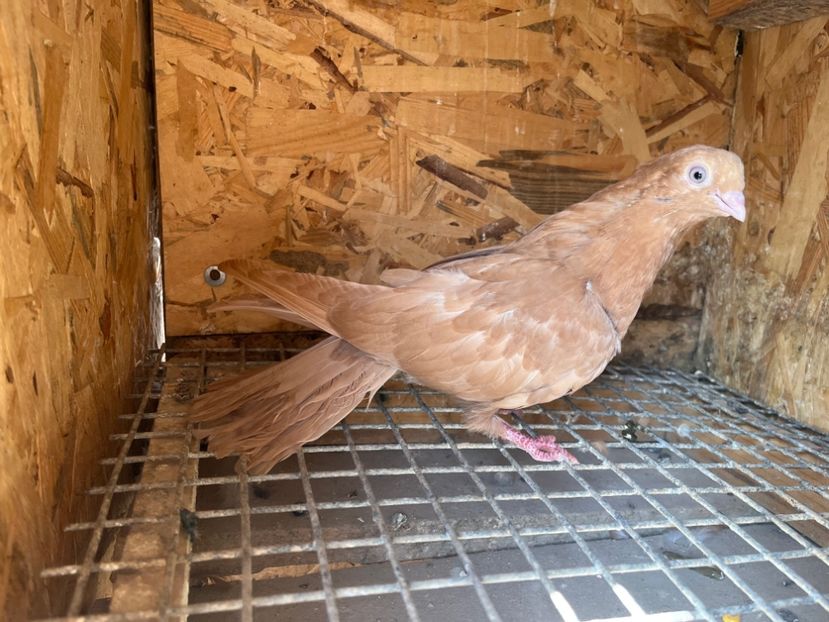 3056/23 - 6-lot zbor 2023