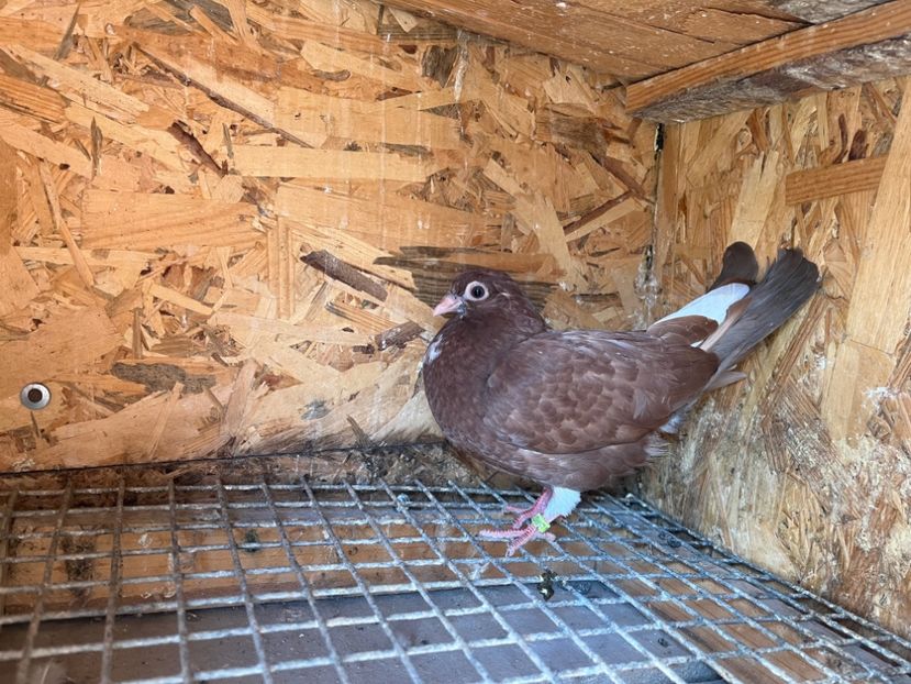 3064/23 - 6-lot zbor 2023