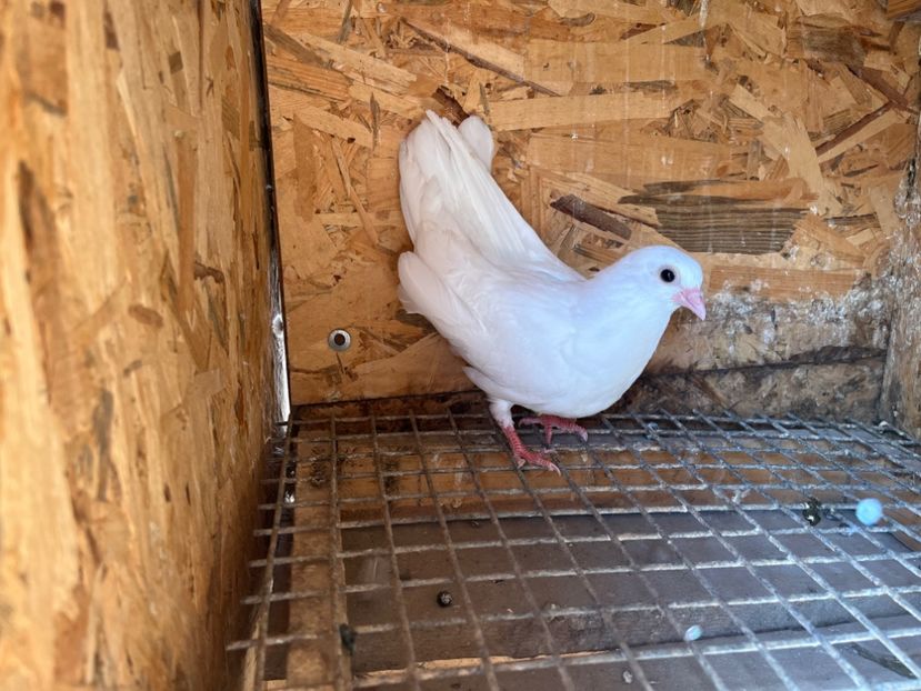 3059/23 - 6-lot zbor 2023