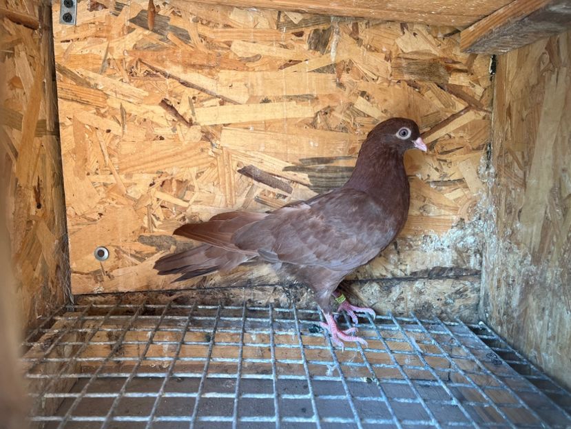 3058/23 - 6-lot zbor 2023