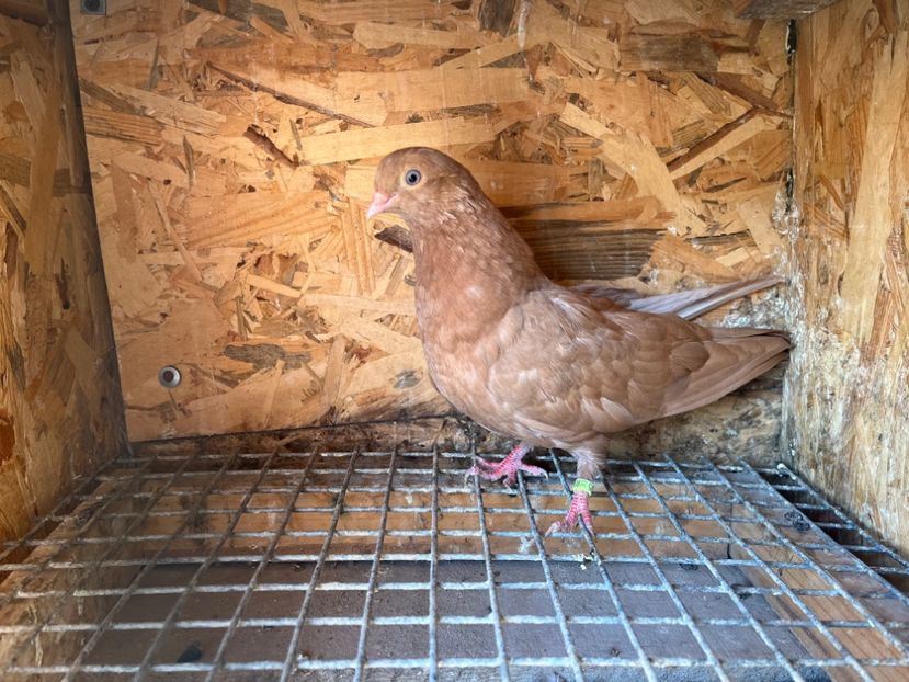 3055/23 - 6-lot zbor 2023