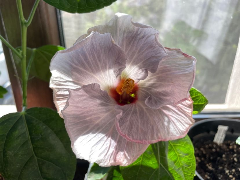  - 001 - Hibiscusi 2023