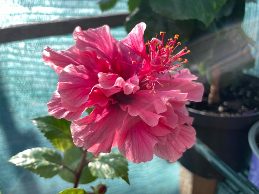  - 001 - Hibiscusi 2023