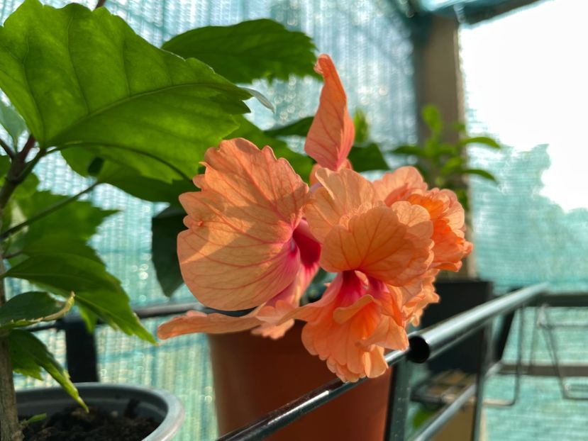  - 001 - Hibiscusi 2023