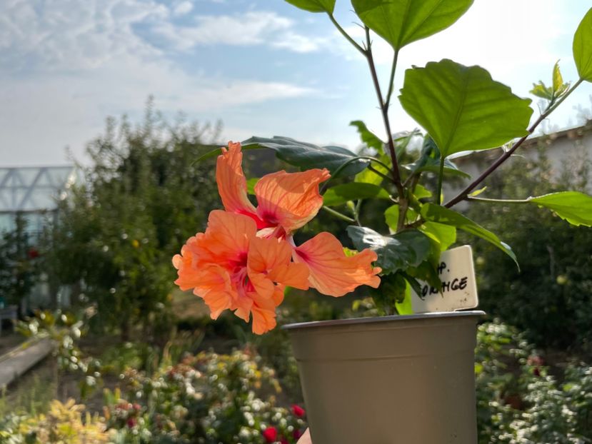  - 001 - Hibiscusi 2023