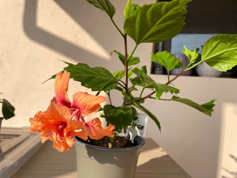  - 001 - Hibiscusi 2023