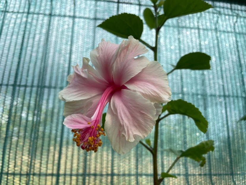  - 001 - Hibiscusi 2023