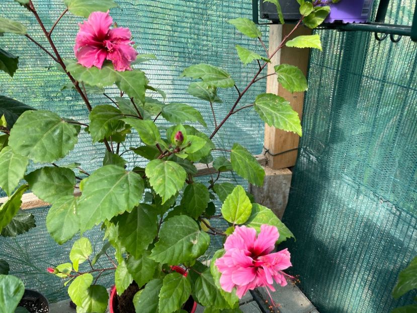  - 001 - Hibiscusi 2023