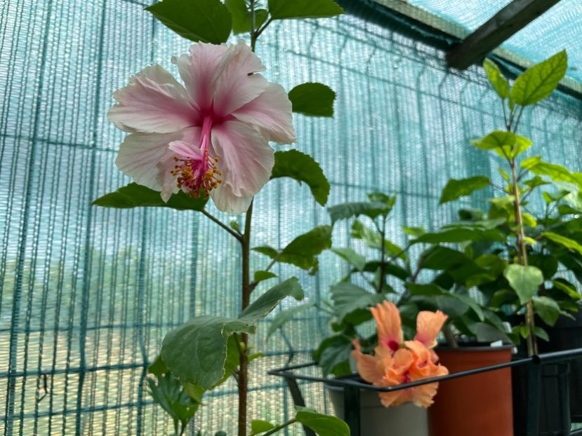  - 001 - Hibiscusi 2023