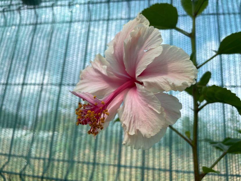  - 001 - Hibiscusi 2023