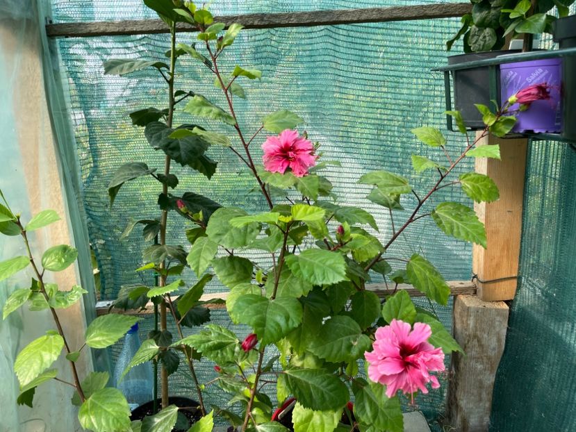  - 001 - Hibiscusi 2023