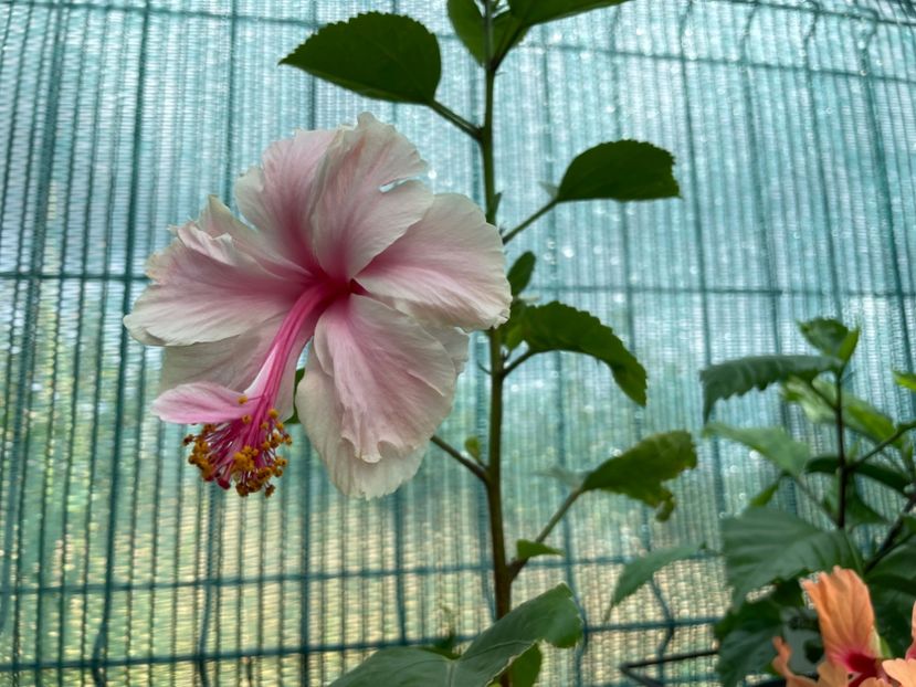  - 001 - Hibiscusi 2023