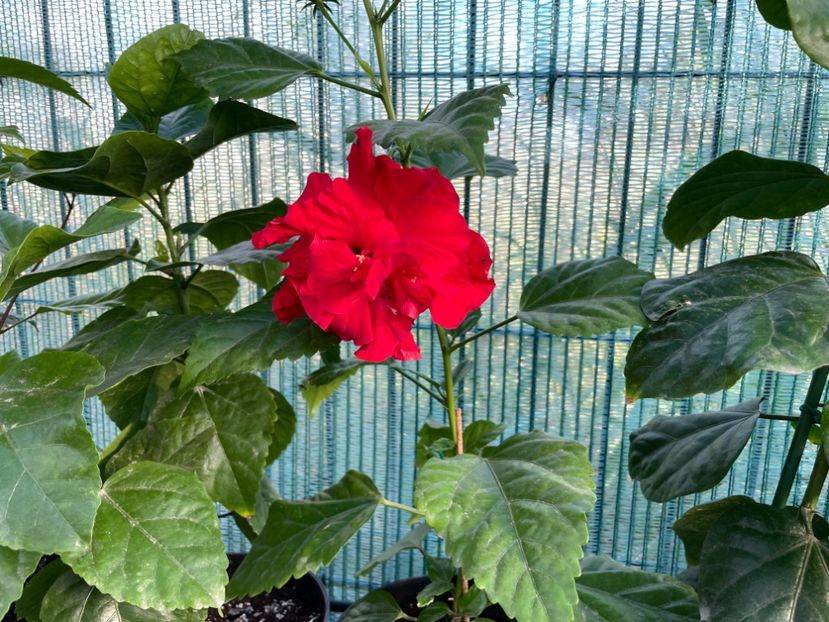  - 001 - Hibiscusi 2023