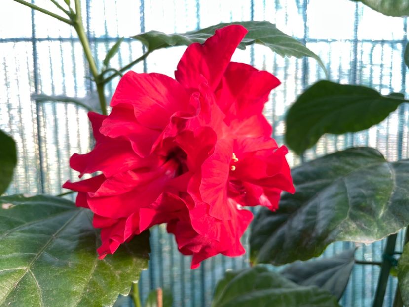  - 001 - Hibiscusi 2023