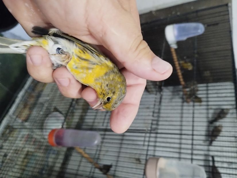  - Bastard scatiu 2023