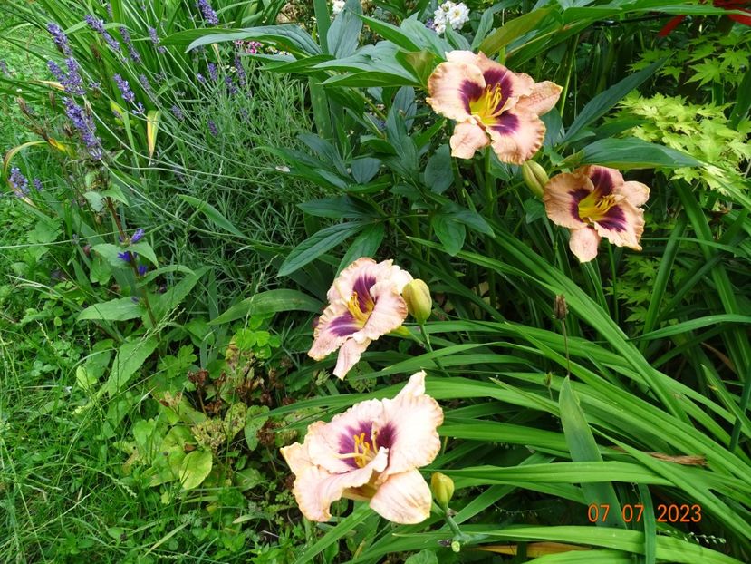  - Hemerocallis 2023