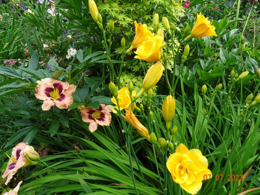  - Hemerocallis 2023