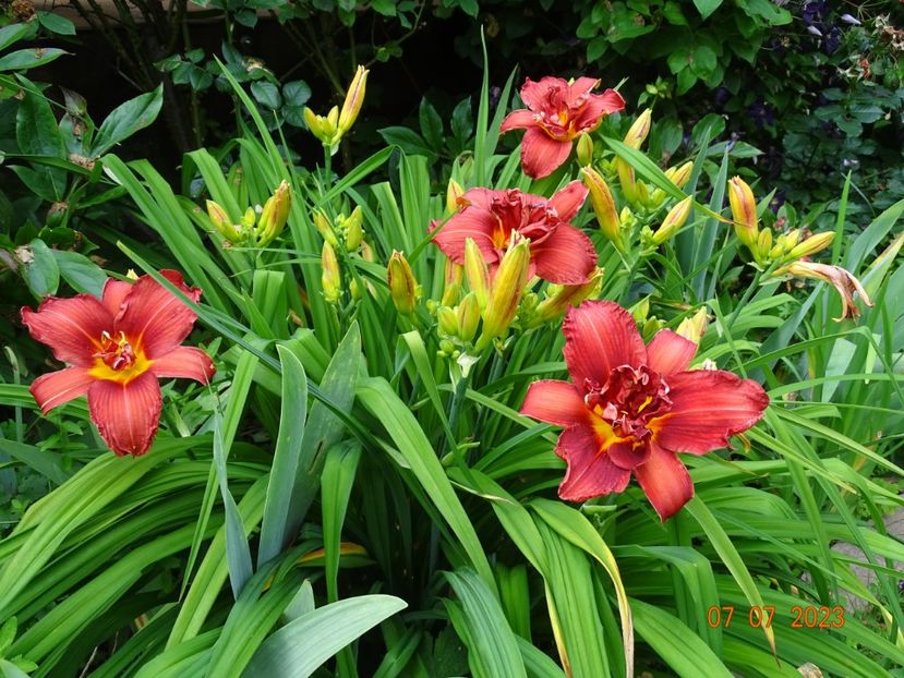  - Hemerocallis 2023