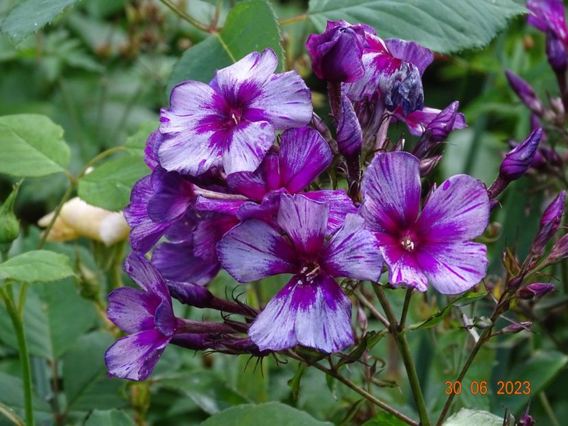  - Phlox 2023