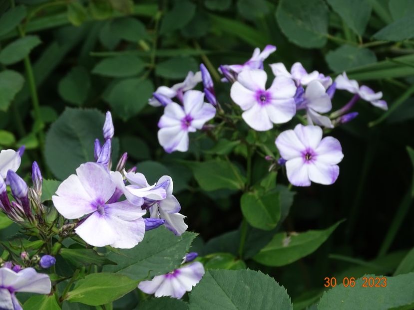  - Phlox 2023