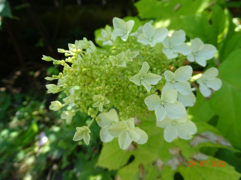  - Copacei si arbusti 2023