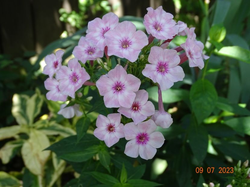  - Phlox 2023