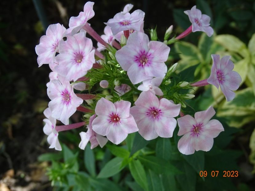  - Phlox 2023