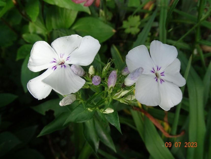  - Phlox 2023