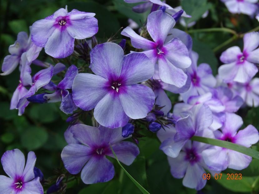  - Phlox 2023
