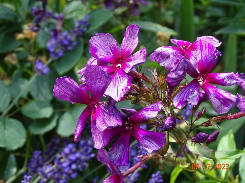  - Phlox 2023