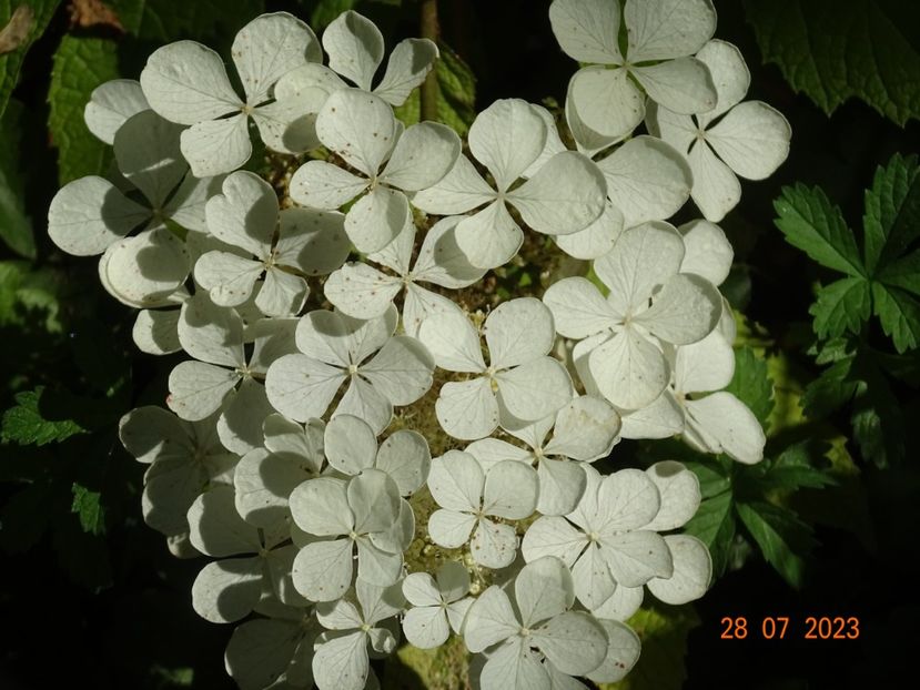  - Copacei si arbusti 2023