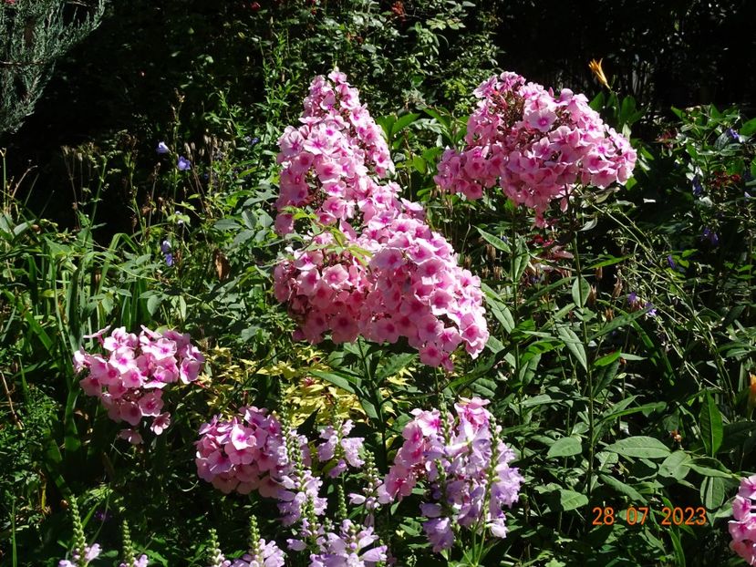  - Phlox 2023