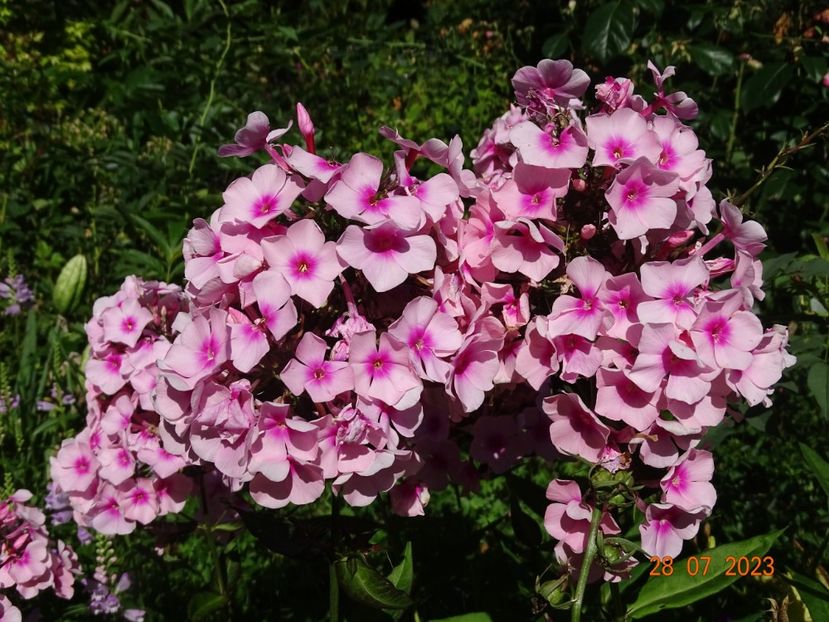  - Phlox 2023