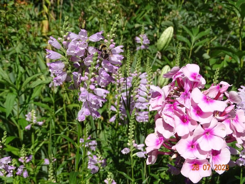  - Phlox 2023